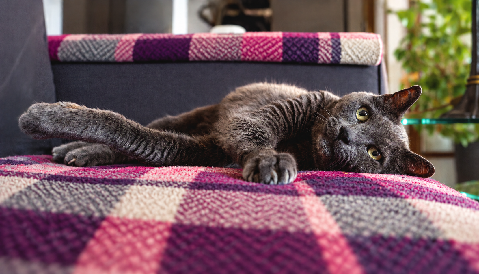 Purp Pink Cat 1